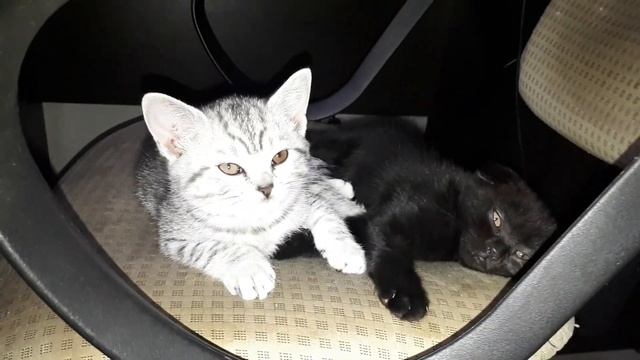 Котята Инь и Янь смотреть онлайн
