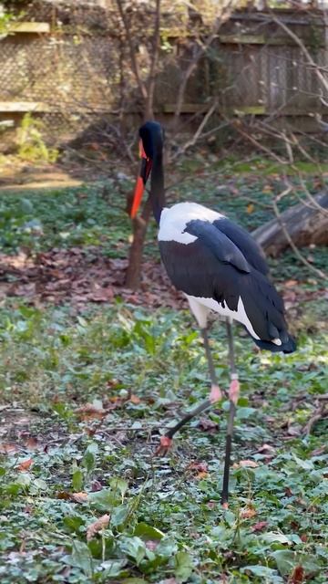 Meet our Saddle-billed Storks смотреть онлайн