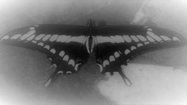 Mariposa nocturna смотреть онлайн