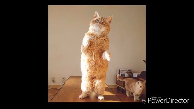 Ролик "Кошки и коты" смотреть онлайн
