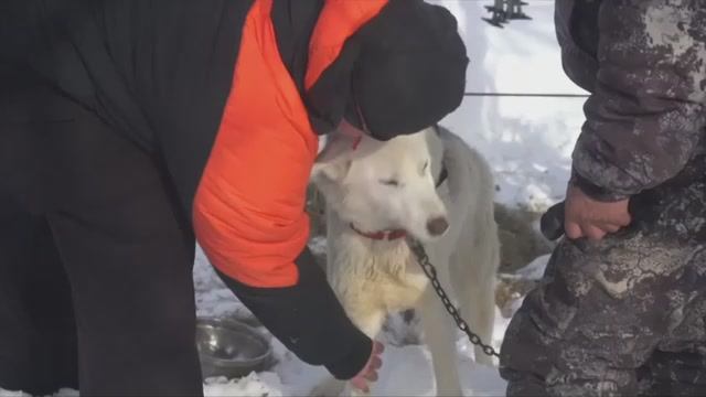 «Дневники Берингии». Выпуск 8