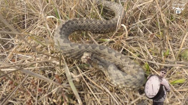 Труевая Маза. Змея. 26.03.2023 смотреть онлайн