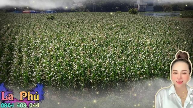 Tinh Nóng Bà Con Ơ Tập 5 смотреть онлайн