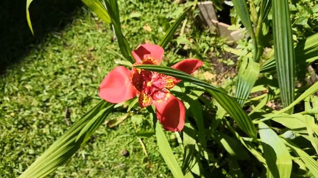 Tigridia pavonia смотреть онлайн