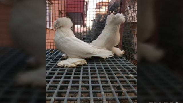 17 найкращих бухарських  голубів