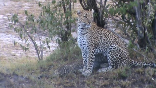 Leopard and cub suckling for milk. Olive and Bahati in Masai Mara смотреть онлайн