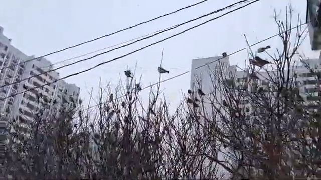 Весенний воробьиный клуб.