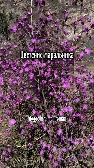 Цветение маральника – это природное явление, несущее в себе неповторимую красоту и магию. смотреть онлайн