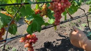 Обзор ультраранних сортов винограда