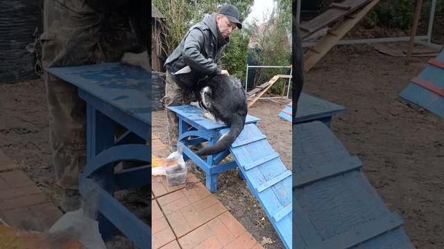 ВЕО - Валентлайф Черемуха, 1 год. март 2025г.  Приятное с полезным. №1. Почесушки.