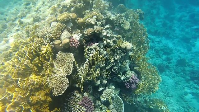 Egypt. Коралловые рифы отеля Savoy. смотреть онлайн