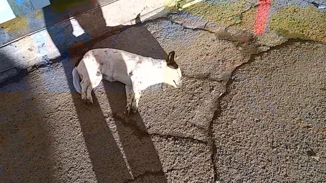 кому в #НИКОЛАЕВЕ жить хорошо )))позитивчик смотреть онлайн