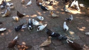 Какой уксус нужен чтобы бороться с пероедом у голубей?