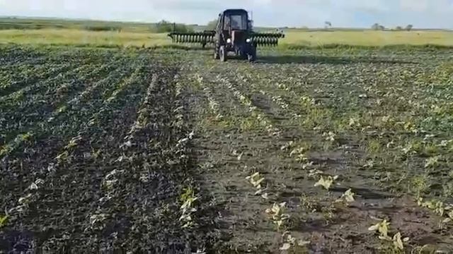 Мотыга по подсолнечнику смотреть онлайн