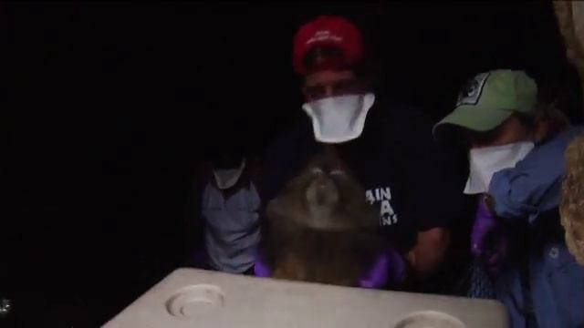 Gorilla Doctors Rescue Critically Endangered Golden Monkey in Rwanda смотреть онлайн