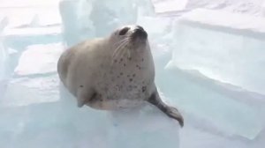 тюлень хлопает себя по животу