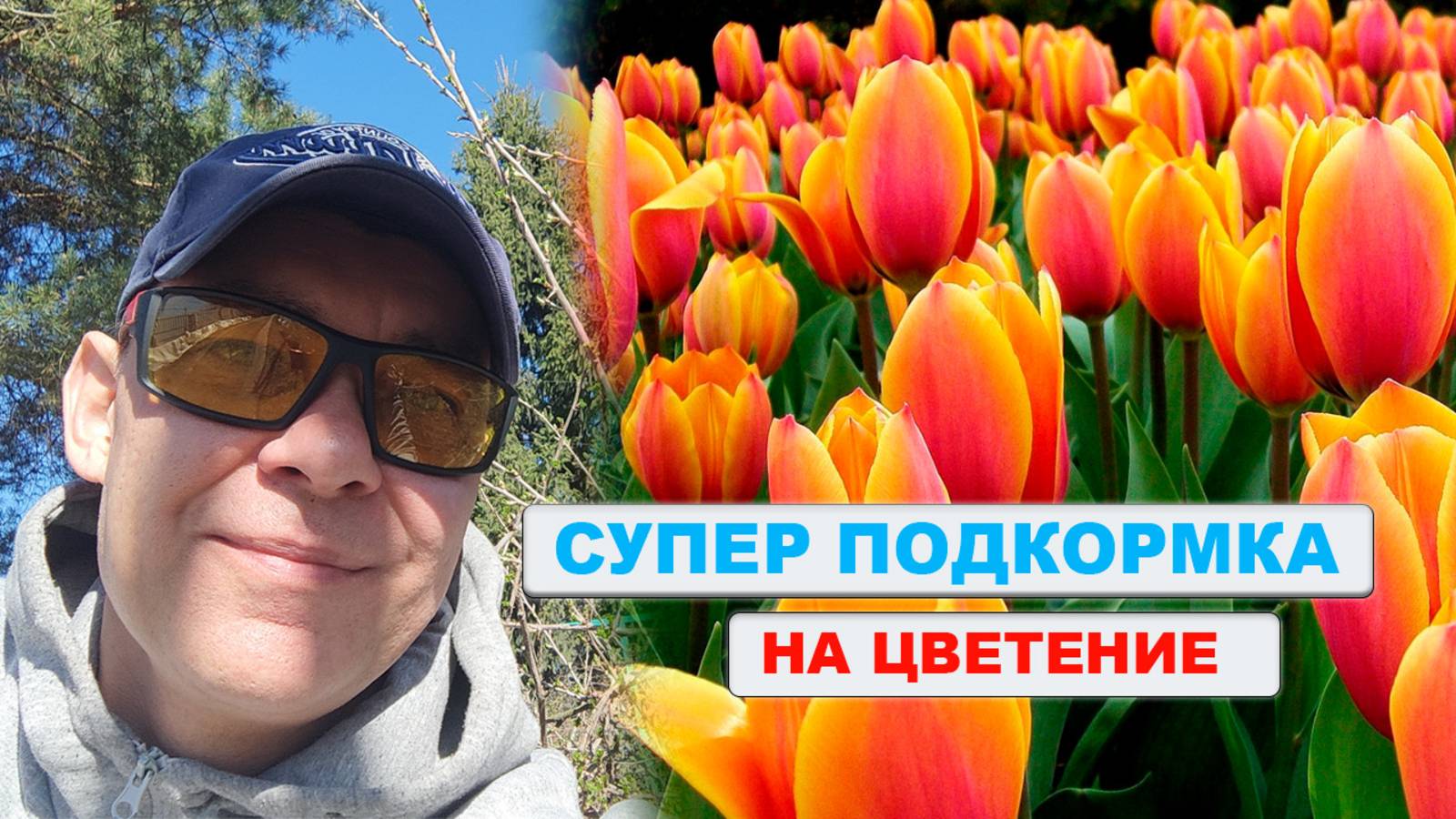 Вот почему мои ТЮЛЬПАНЫ вырастают как дубки высокие на толстой ножке с огромными бутонами 🌹🌹🌹 смотреть онлайн