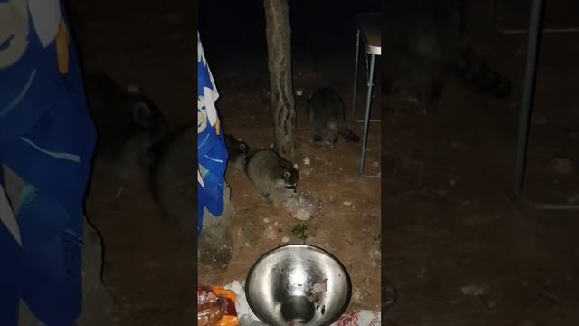 К нам ночью, в лагерь в кемпинге, пришли еноты. А радости было, как будто милион нашли! смотреть онлайн