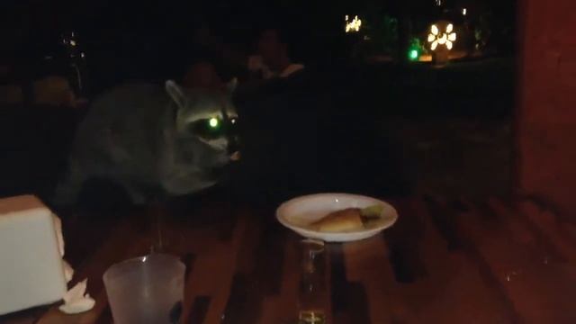 Воришка енот смотреть онлайн