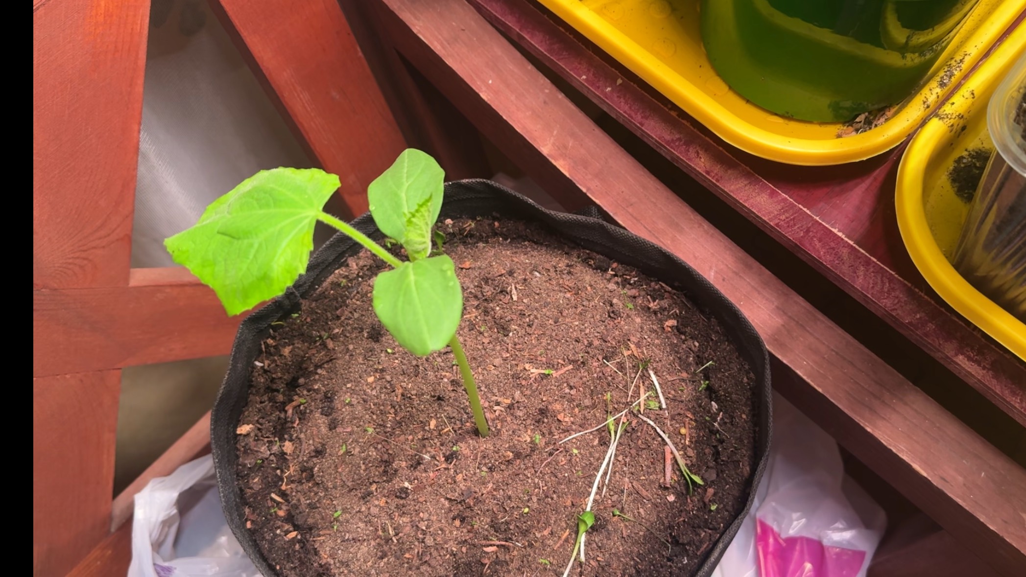 25.04.25 огурец в мешке переехал в дом, на ужин харя. смотреть онлайн