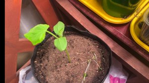 25.04.25 огурец в мешке переехал в дом, на ужин харя.