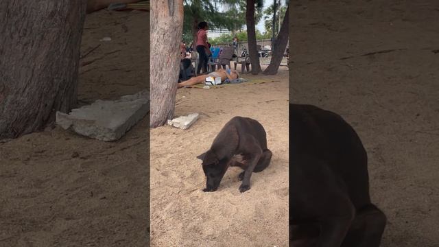 На пляже отеля Паттайя парк | Рыбный снек - ну давай, так и быть смотреть онлайн