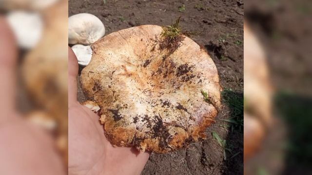 Асы природа красота смотреть онлайн