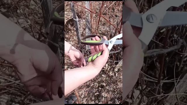 Ножницы кухонные универсальные #людмиламедведеваfl#375291424986 смотреть онлайн