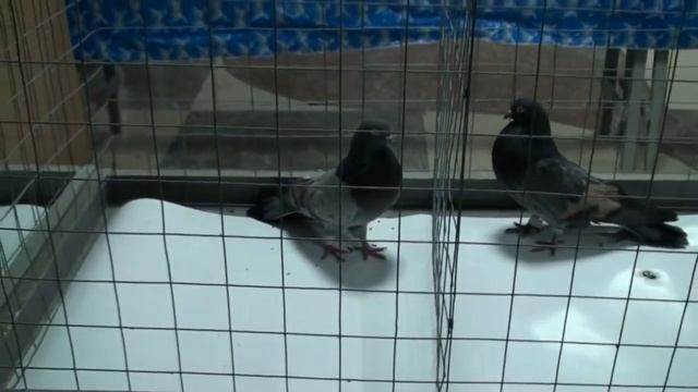 голубів виставка м.Знам