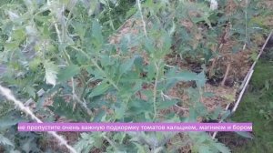 не пропустите важную подкормку томатов кальцием, магнием и бором