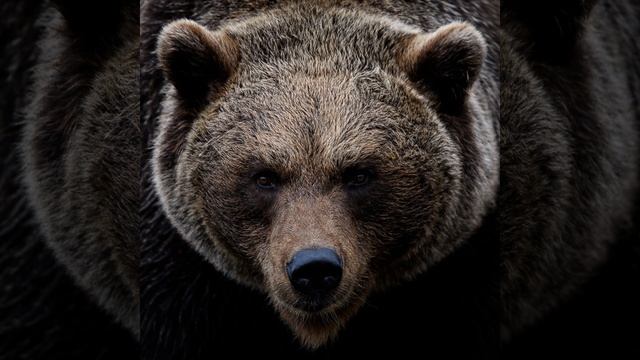 Звук медведя 20 смотреть онлайн