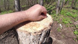 Загадочное исчезновение фотоловушки, Опять полтергейст или леший шалит?