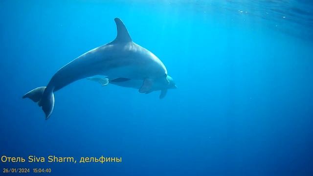 Отель Siva Sharm, дельфины, 26.01.2024 смотреть онлайн