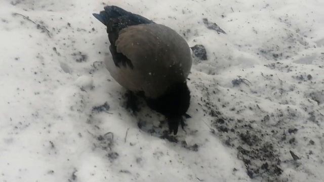 Hooded crow Smalls enjoys her tasty meal \ Ворона Малая возится с лакомым кусочком смотреть онлайн