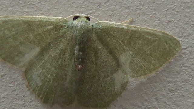 Geometer Moth смотреть онлайн