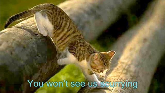 Cats 14 - Preening Modestly смотреть онлайн