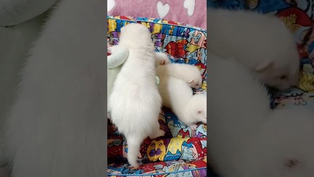 хорьки Альбино #ferret смотреть онлайн