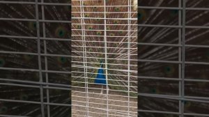 Первый раз такое чудо увидела👋👋👋