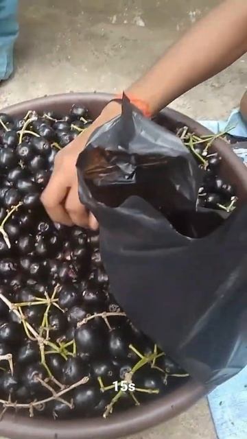 Blackberry #ytshort #short #shortsfeed #shorts #shortvideo смотреть онлайн