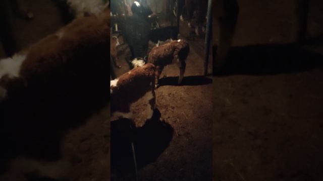 отел коровы ч.1 смотреть онлайн