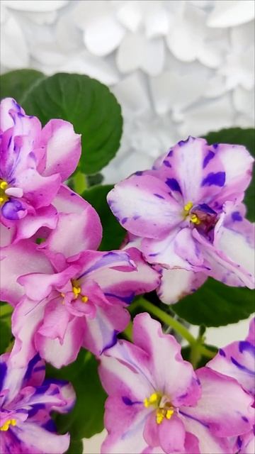 Фиалка химера МК-Ветер Перемен Люкс