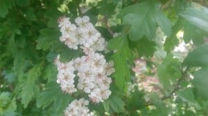 VID_20250425_091659.mp4