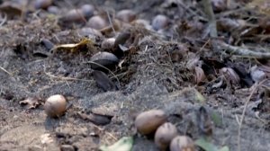 Орех пекан.  Как вырастить, собрать и сохранить урожай