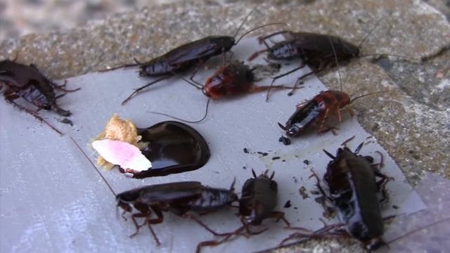 Easy way to catch the Cockroach