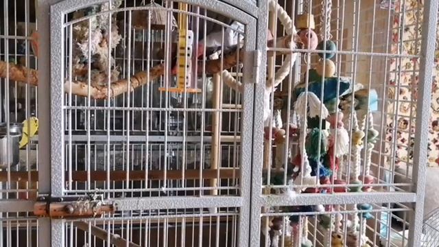 Попугай Жако прикольный и милый смотреть онлайн