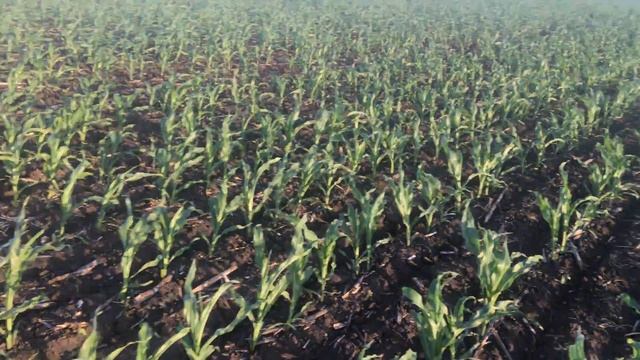 Состояние кукурузы на 31 мая смотреть онлайн