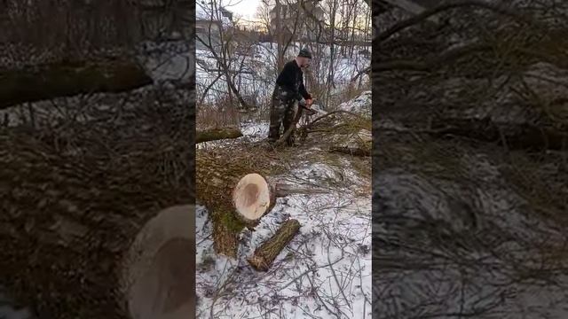 процесс уборки деревьев 👍😉 смотреть онлайн