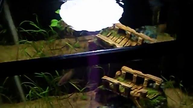5 Gallon Work Tank смотреть онлайн