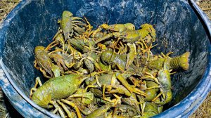 Я В ШОКЕ! ВЕДРО РАКОВ ПОЙМАЛ РУКАМИ! ЛОВЛЯ РАКОВ ВЕСНОЙ. Как ловить раков. Варка раков.