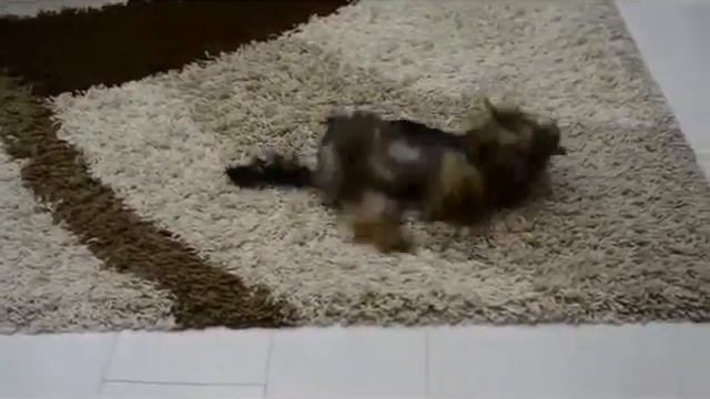 Маленькая собака вытирается смотреть онлайн